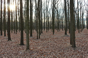 forest in autumn