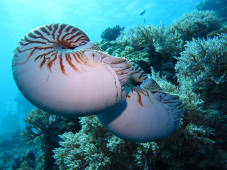 Incredible underwater world - Nautilus pompilius. Diving, underwater photography in Palau.