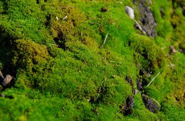 moss on tree