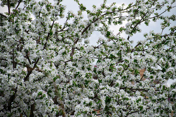 Apple tree in bloom. Apple orchard,blooming cherry trees, fruit tree, white color.