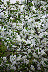 Apple tree in bloom. Apple orchard,blooming cherry trees, fruit tree, white color.