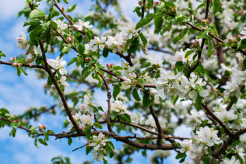 Apple tree in bloom. Apple orchard,blooming cherry trees, fruit tree, white color.