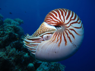 Incredible underwater world - Nautilus pompilius. Diving, underwater photography in Palau. - obrazy, fototapety, plakaty