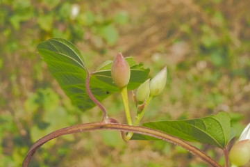 devil's trumpet with green nature blurred background known as jimsonweed, devil's snare, moon flower, toloache, hell's bells, Jamestown weed.