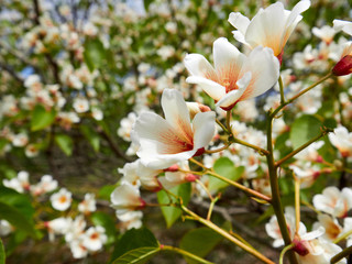 White rhododendron blossoms with a beautiful blur