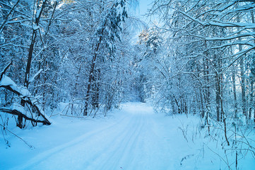 Winter landscape in frozen wood