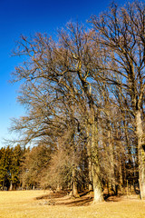 Fototapeta premium Sie leben noch