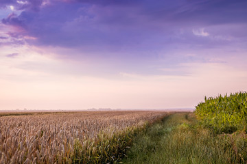 Fototapeta na wymiar Rural landscape: a wheat field and a dramatic sky with dark clouds_