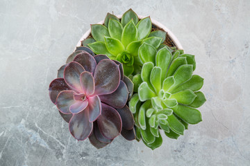 succulent plants overhead view