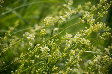 Tiny little with flowers with greenery