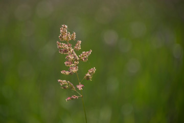 Wild grass in a windy field