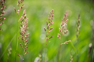 Wild grass in a windy field