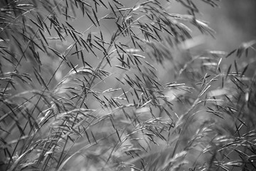 Wild grass in a windy field in black and white