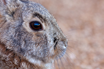 Cute Cottontail Rabbit
