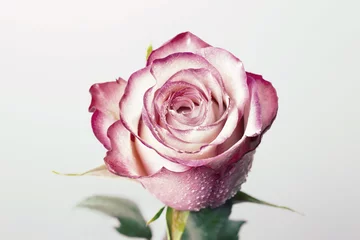 Fototapeten Single beautiful pink rose isolated on white © Allusioni