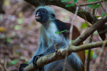 Monkey Red Colobus in forest. Zanzibar