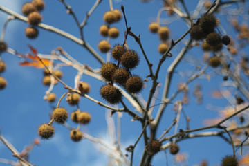 Plane tree fruit on a branch
