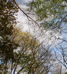 trees against the sky
