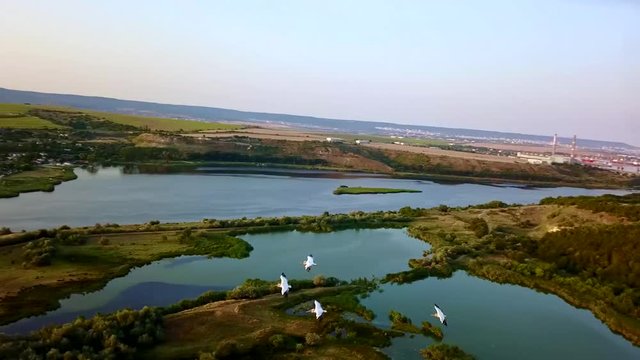 Flight over pelican flock