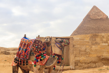 Two camels on the Giza pyramid background