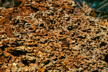 Termites eat old and decayed wooden planks