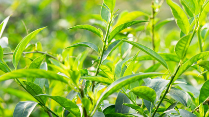 Fototapeta na wymiar green plants in garden in solar weather