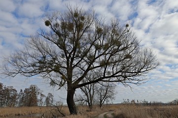 Ein großer Baum mit Misteln, neben einem Wanderweg an einem sonnigen Tag.