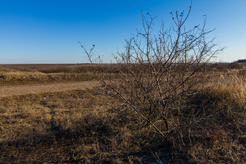 Morning winter snowless landscape