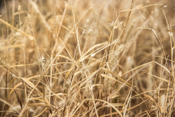 campo de trigo con desenfoque