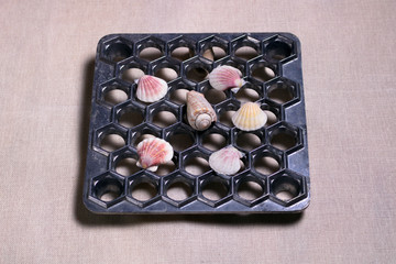 Sea shells in the pelmennice