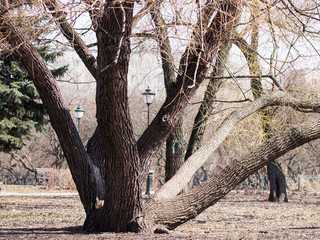 Sunny spring day, city park a huge old tree