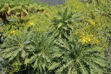 La Palma-Gänsedistel (Sonchus palmensis)