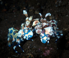 Incredible underwater world - Harlequin shrimp - Hymenocera picta. Diving, macro underwater photography in Bali.