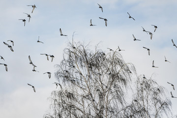 A beautiful flock of gray pigeons is flying in the blue sky in a park