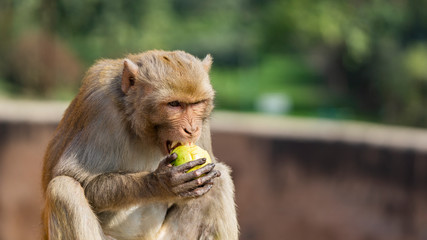 wild dirty monkey greedily eats green apples