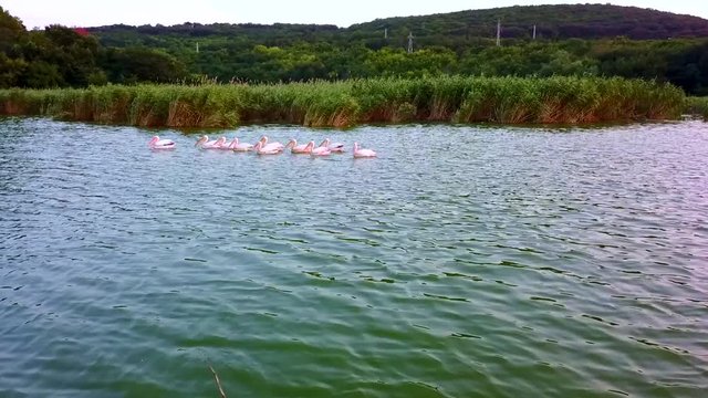 Small flock of pelicans in a lake