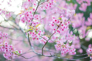 Fototapeta premium Wild himalayan sakura in spring. Beautiful cherry blossom.thailand sakura.