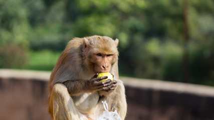 wild dirty monkey greedily eats green apples