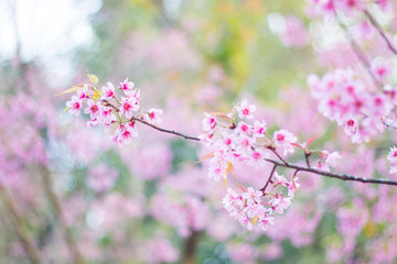 Closeup wild himalayan sakura in spring. Beautiful cherry blossom.thailand sakura.
