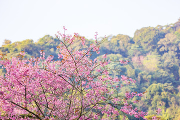 Obraz na płótnie Canvas Wild himalayan sakura in spring. Beautiful cherry blossom.thailand sakura.