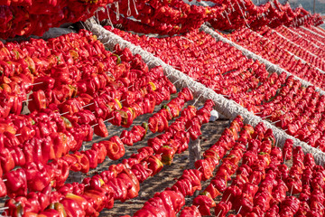 Dried vegetables in the line at farm
