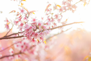 Closeup wild himalayan sakura in spring with sunlight. Beautiful cherry blossom.thailand sakura.
