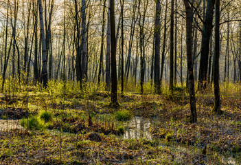 Spring Sunny day in Nevsky forest Park.