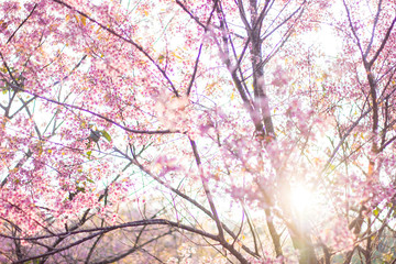 Wild himalayan sakura in spring with sunlight. Beautiful cherry blossom.thailand sakura.