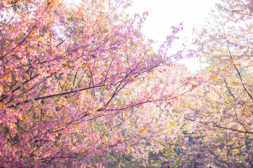 Wild himalayan sakura in spring with sunlight. Beautiful cherry blossom.thailand sakura.