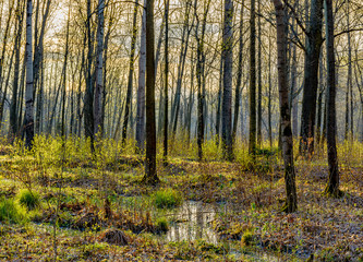 Obraz premium Spring Sunny day in Nevsky forest Park.