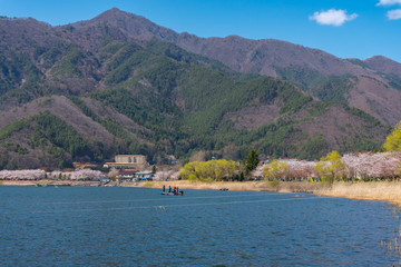 Fototapeta premium Fujikawaguchiko Cherry Blossoms Festival. View of full bloom pink cherry trees flowers at Lake Kawaguchi with clear blue sky natural background in springtime sunny day. Yamanashi Prefecture, Japan
