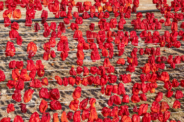 Dried vegetables in the line at farm