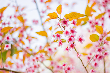 Closeup wild himalayan sakura in spring with sunlight. Beautiful cherry blossom.thailand sakura.
