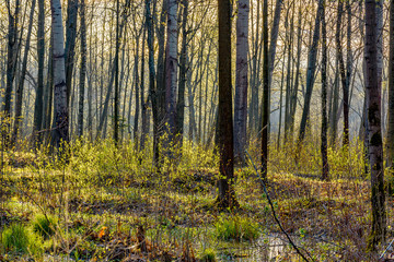 Obraz premium Spring Sunny day in Nevsky forest Park.